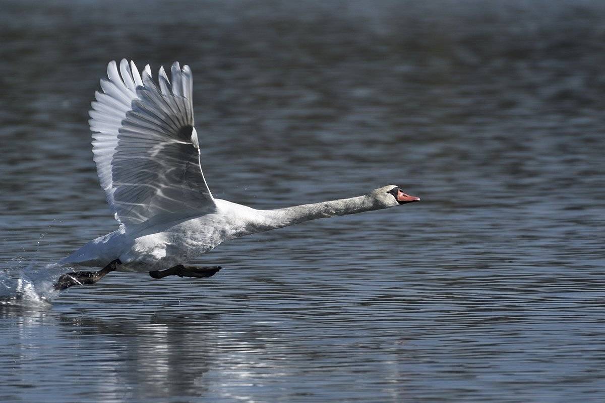 птицы birds, Jaroslav Mego