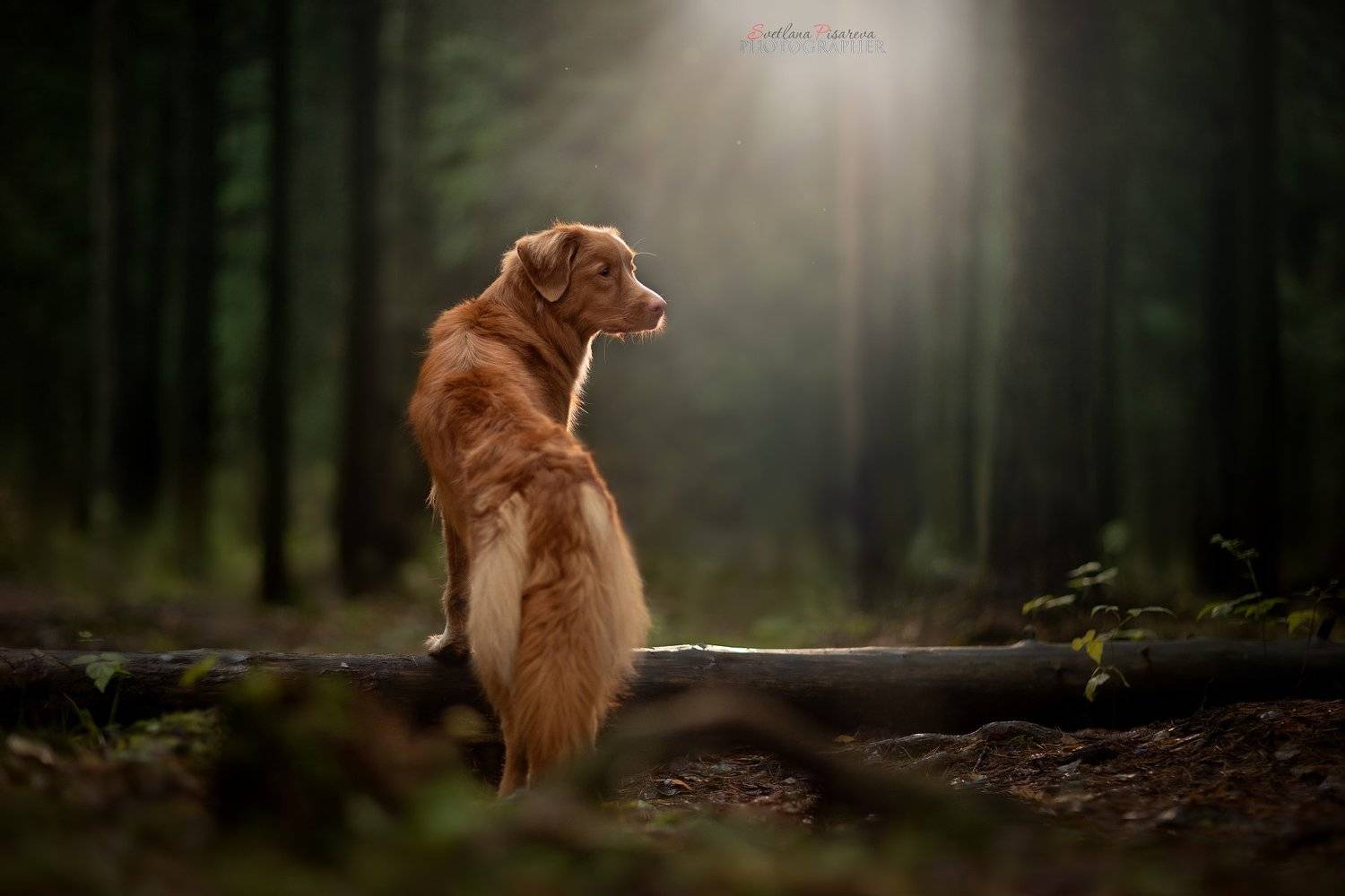 , Светлана Писарева