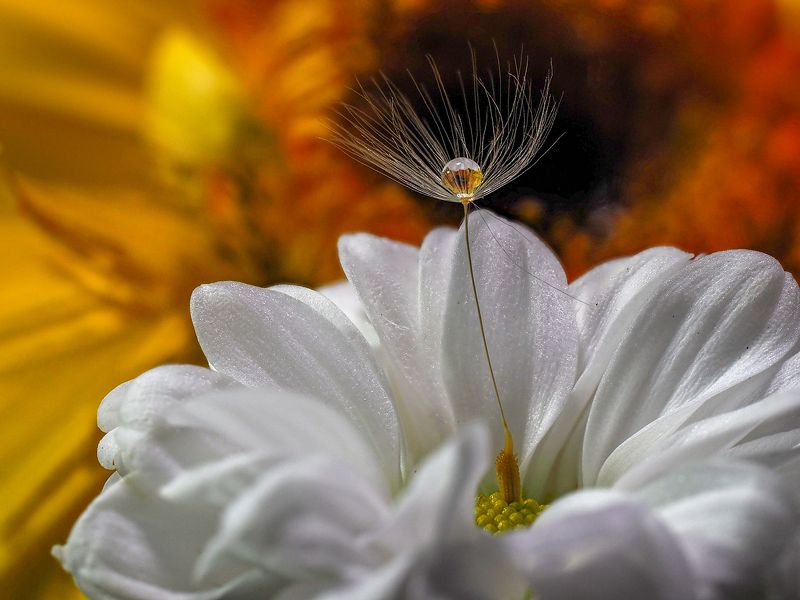 Дюймовочка фото превью