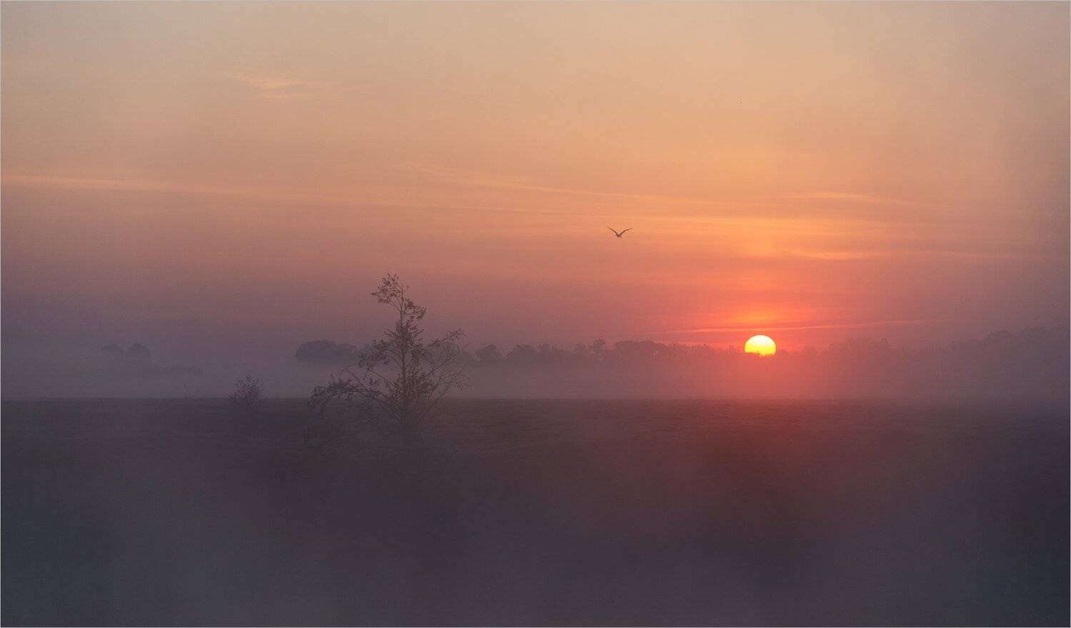 , Николай Шахманцир
