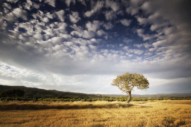 Tree & Clouds фото превью