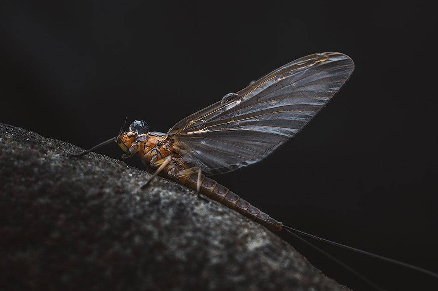 macro,макро, Евгений Лукашук