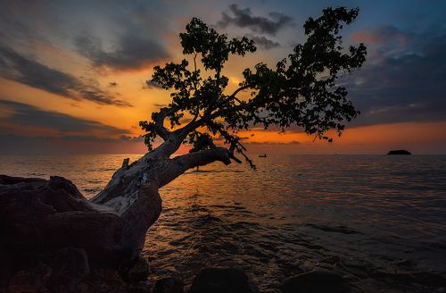 Дерево заката.