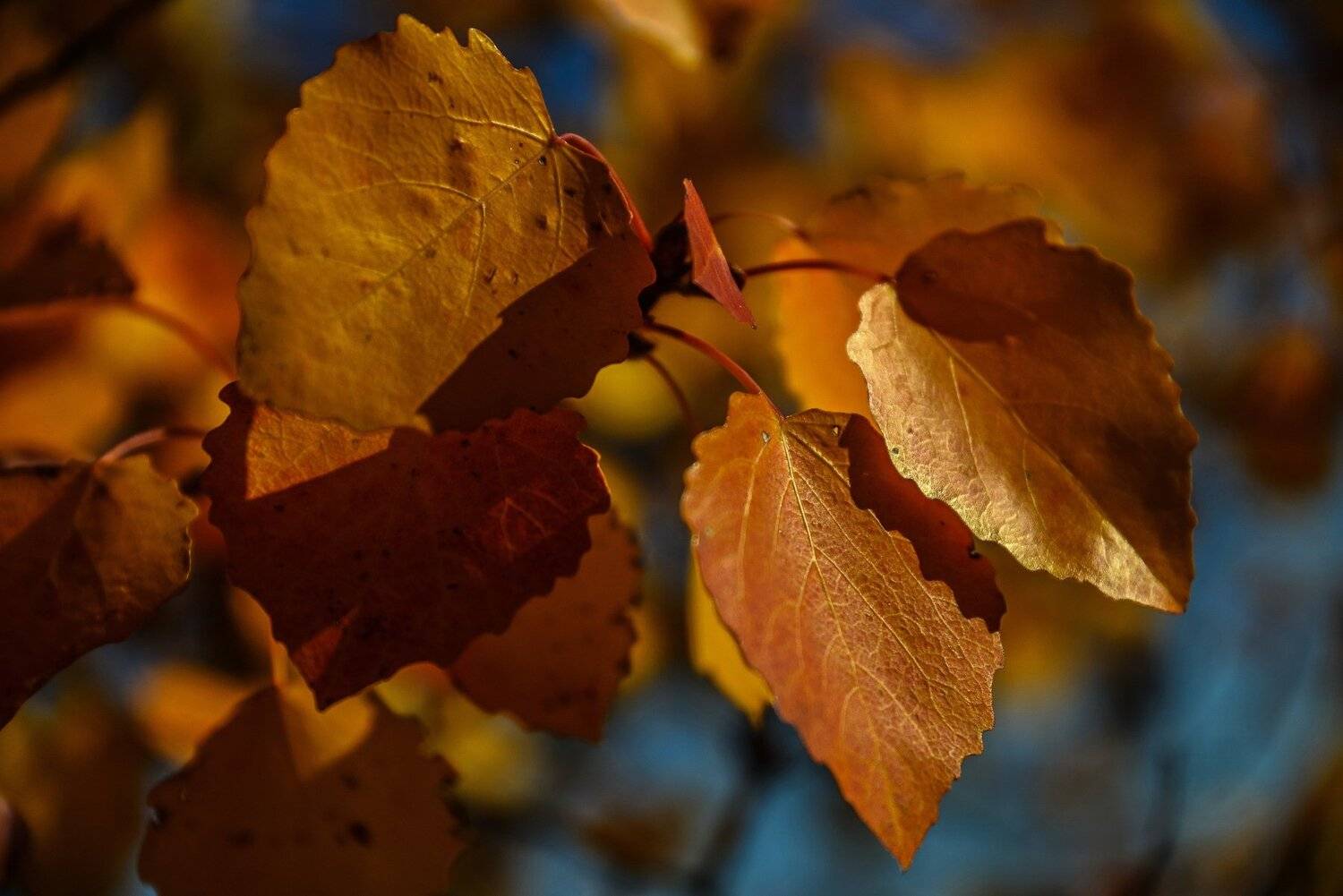 осень, Евгений Дроботенко