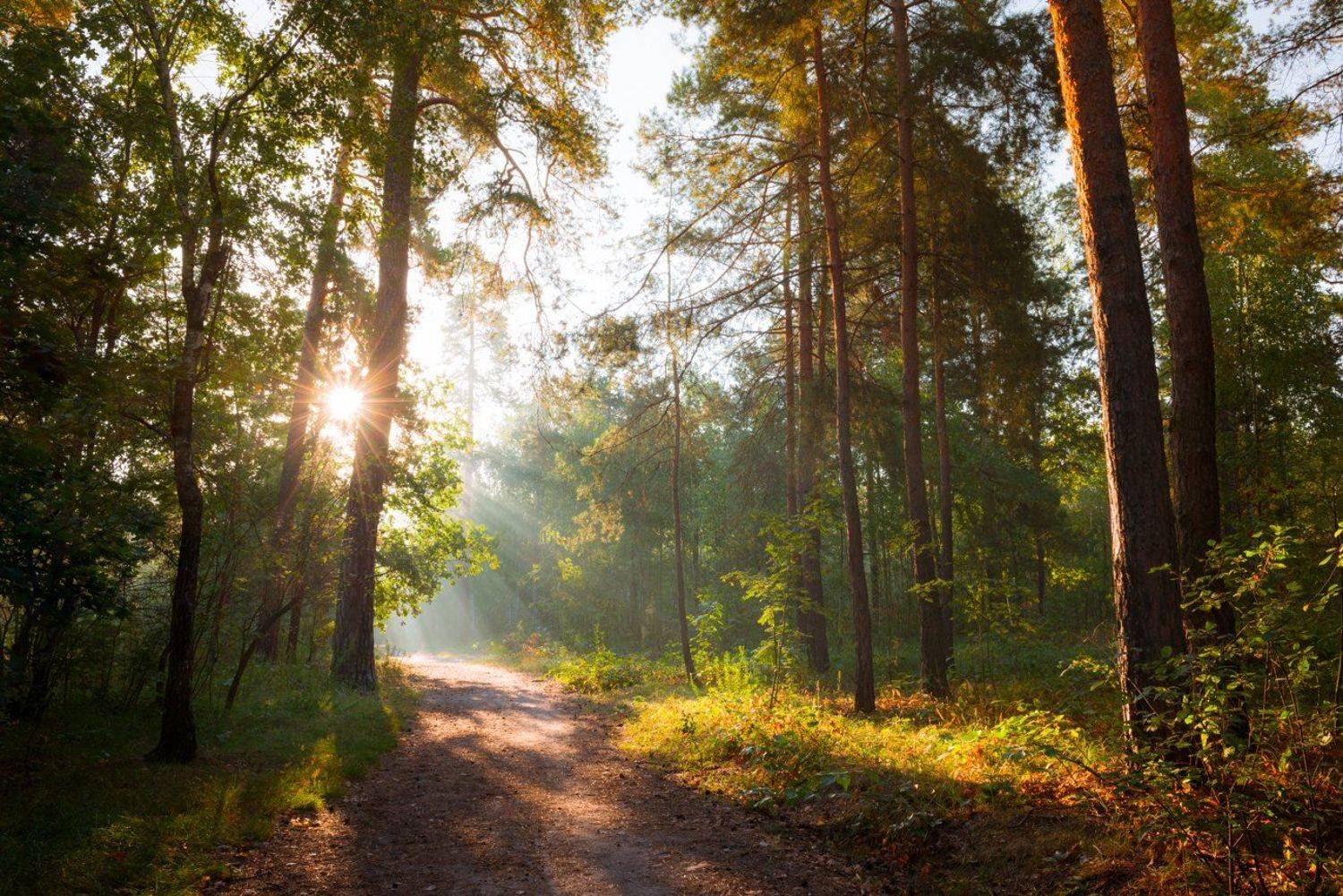 лес, осень, сентябрь, утро, рассвет, свет, лучи, дымка, Галанзовская Оксана