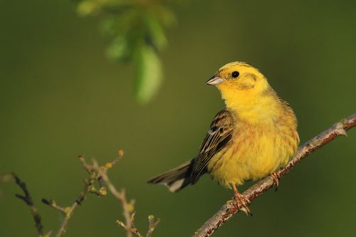 Yellowhammer