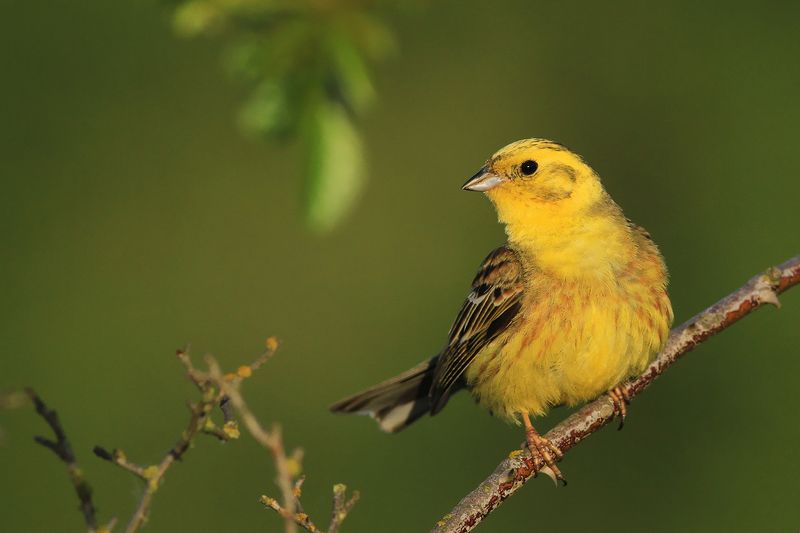 bird,yellow,green,spring,morning,birds,songbird,scene,forest,woods,beauty Yellowhammer фото превью