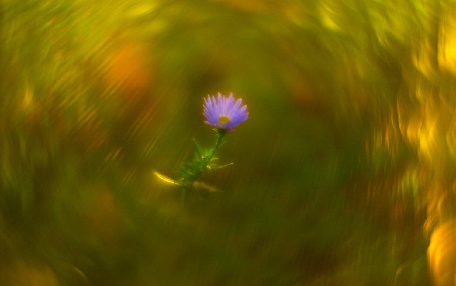 осень, природа, беларусь, лес, Sixten ( Сергей )