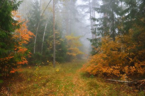 туманная осень