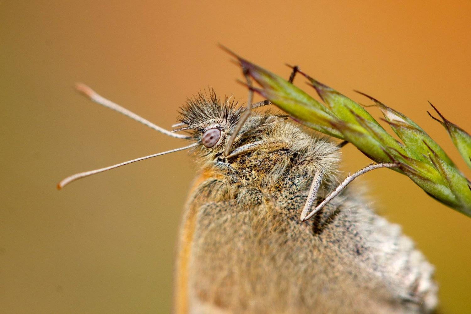макро, бабочка, насекомое, оранжевый, Efremenko Nikita