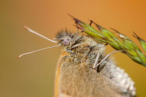 Макрошубка