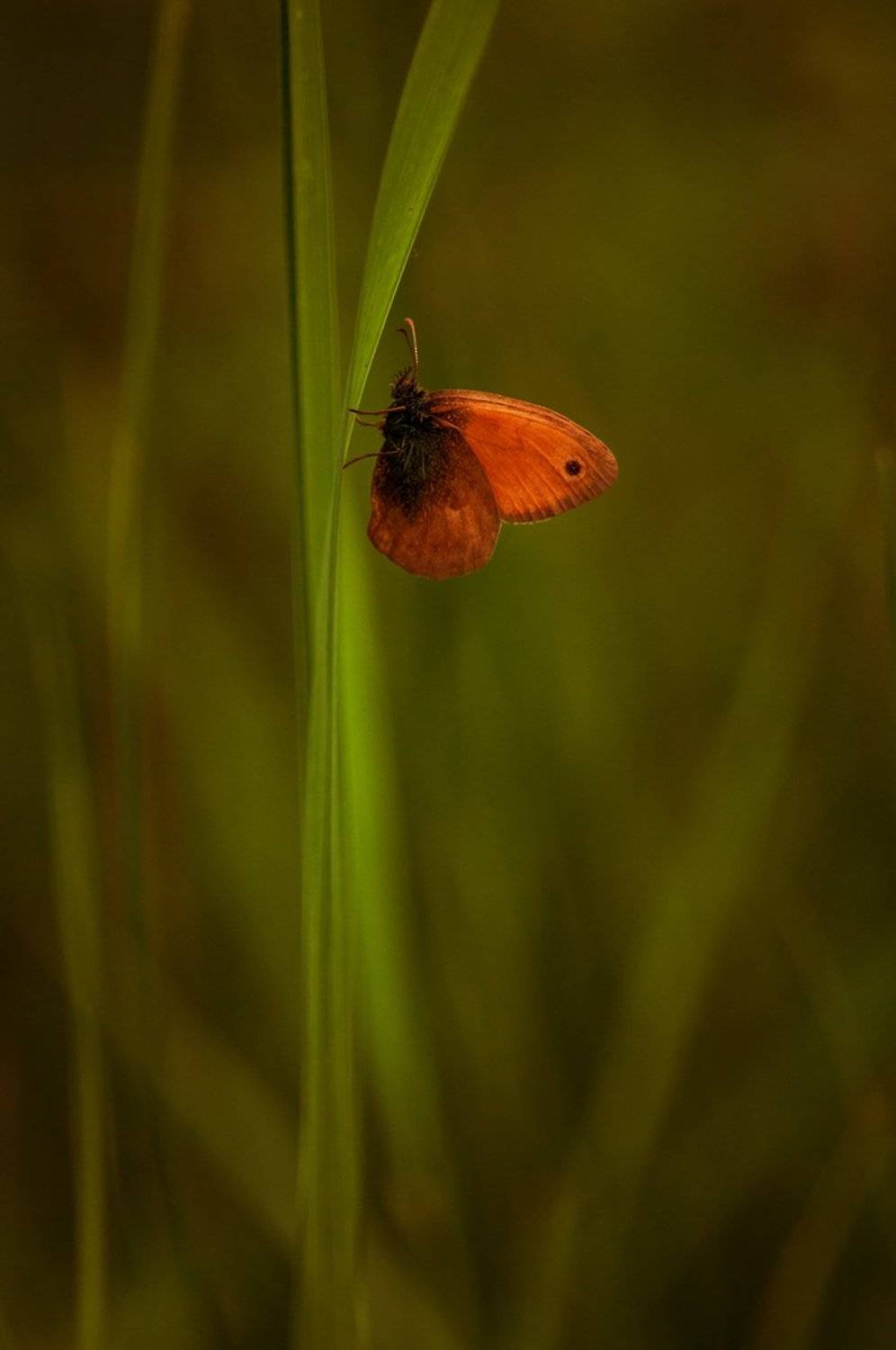 , Светлана Щемелева