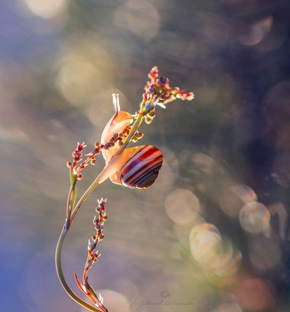 , Pawel Plucinski