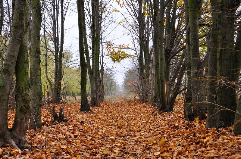 Утро туманное, утро седое... фото превью