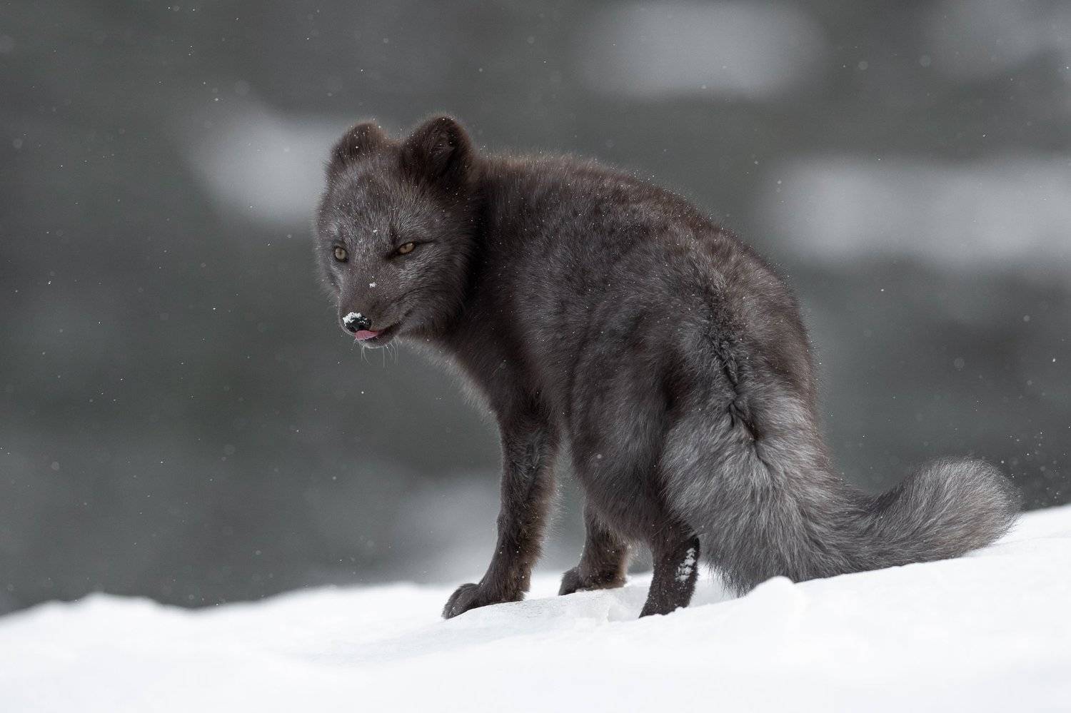 arcticfox, animal, wildlife, Arnfinn Malmedal