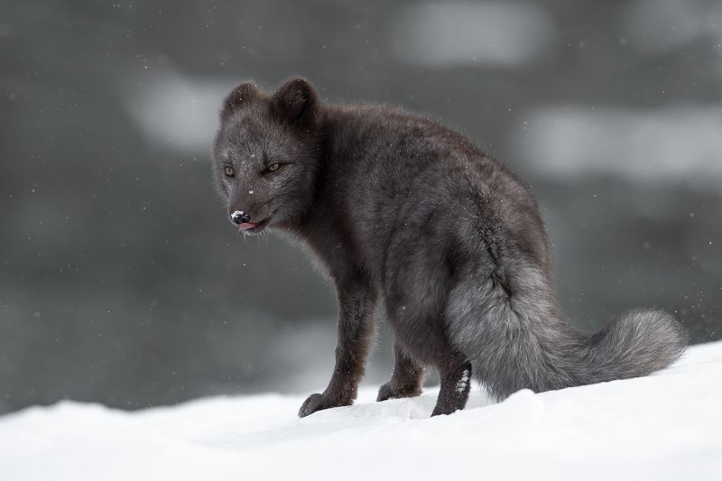 arcticfox, animal, wildlife Arctic Fox in snow фото превью