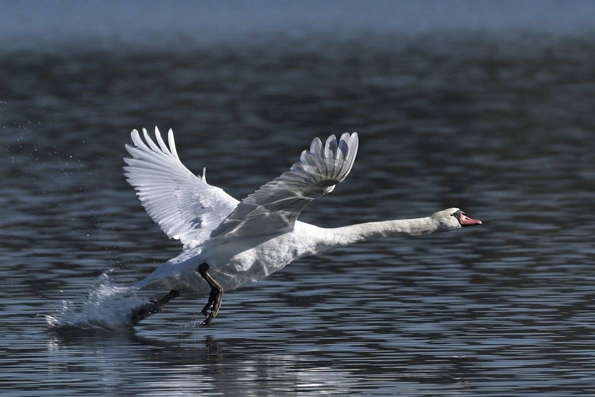 птицы birds, Jaroslav Mego