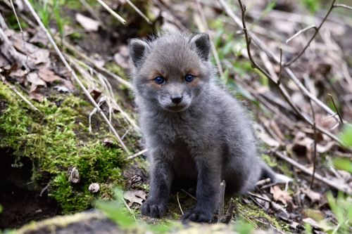 лисёнок у норы