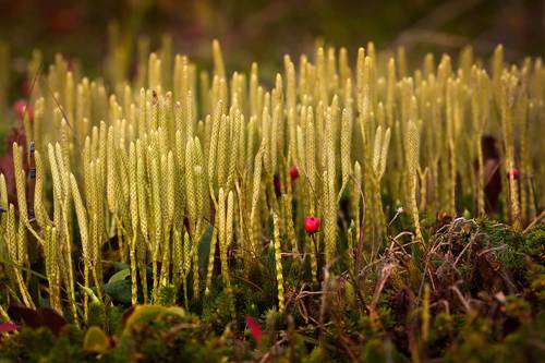 Без названия