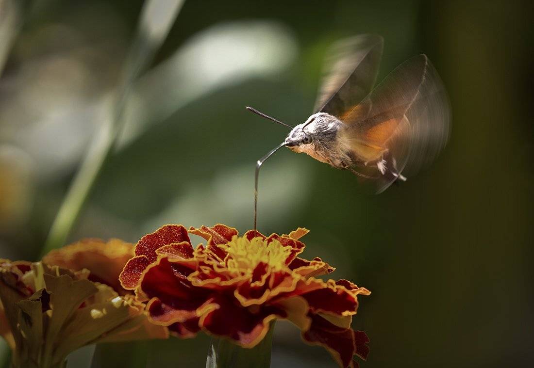 языкан обыкновенный macroglossum stellatarum, Евгений Слободской