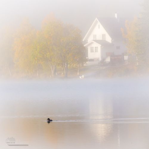 Duck in the fog
