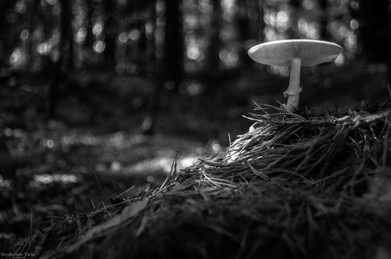 природа,пейзаж,осень,грибы,чб,лес,мухомор .. фото превью