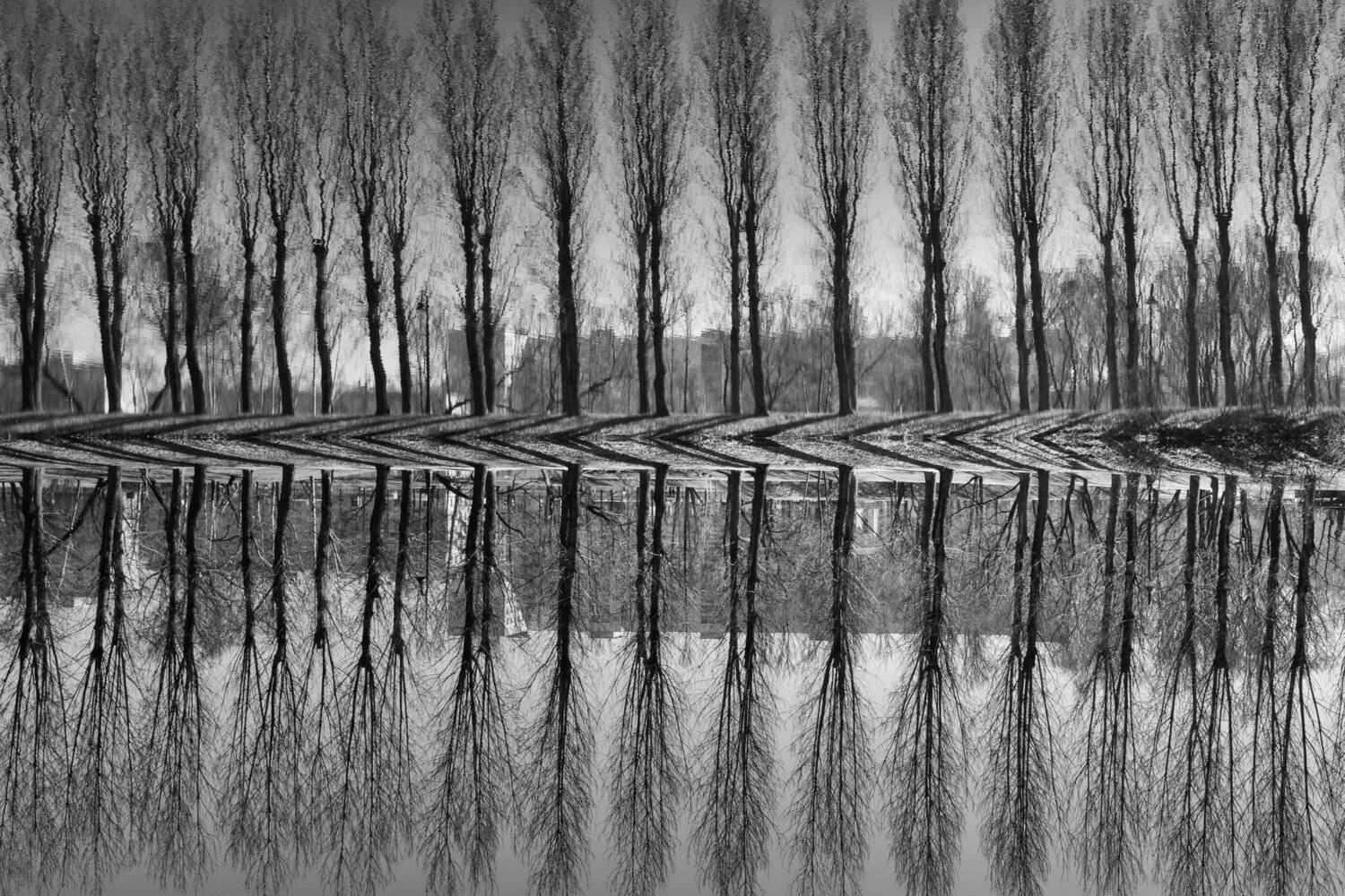 чб, чернобелое, деревья, пруд, озеро, абстракция, графика, Евгений Луцко