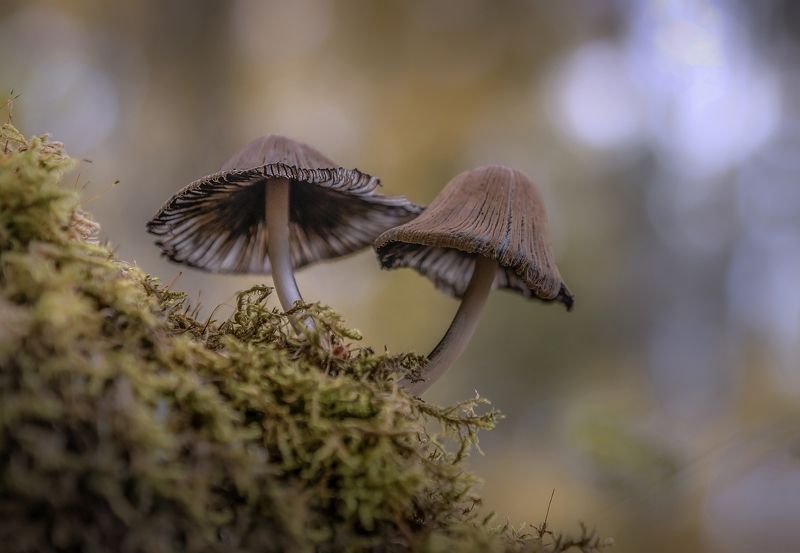 Двое из ларца фото превью