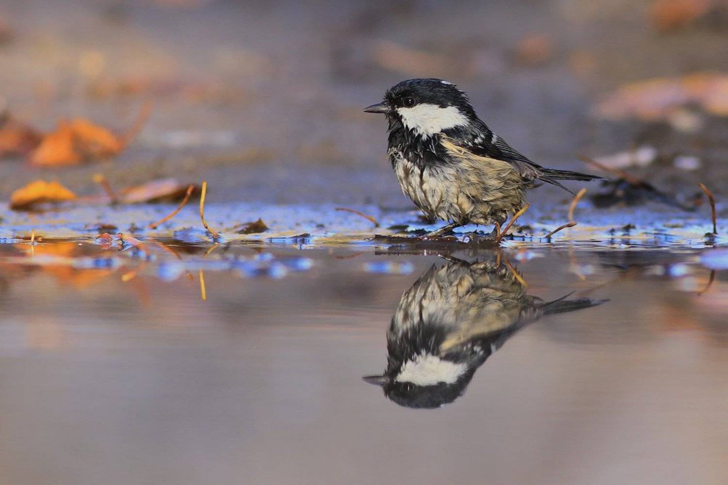 mirror,autumn,beauty,nature,wild,bird,wildlife,forest,birds,puddle,scenery,water, Piotr G&oacute;rny