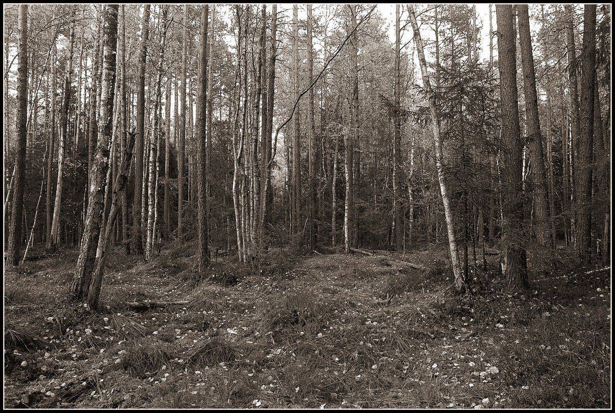 сергей алексеев, фото, Сергей Алексеев