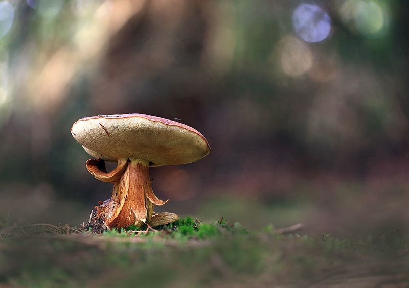 Гриб,лес,осень. Леший. фото превью