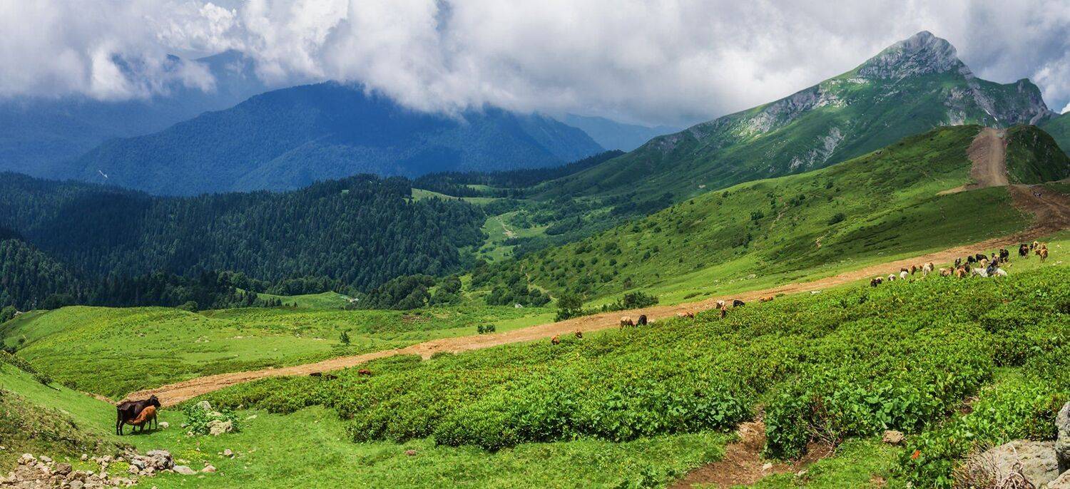 , Игорь Мелекесцев