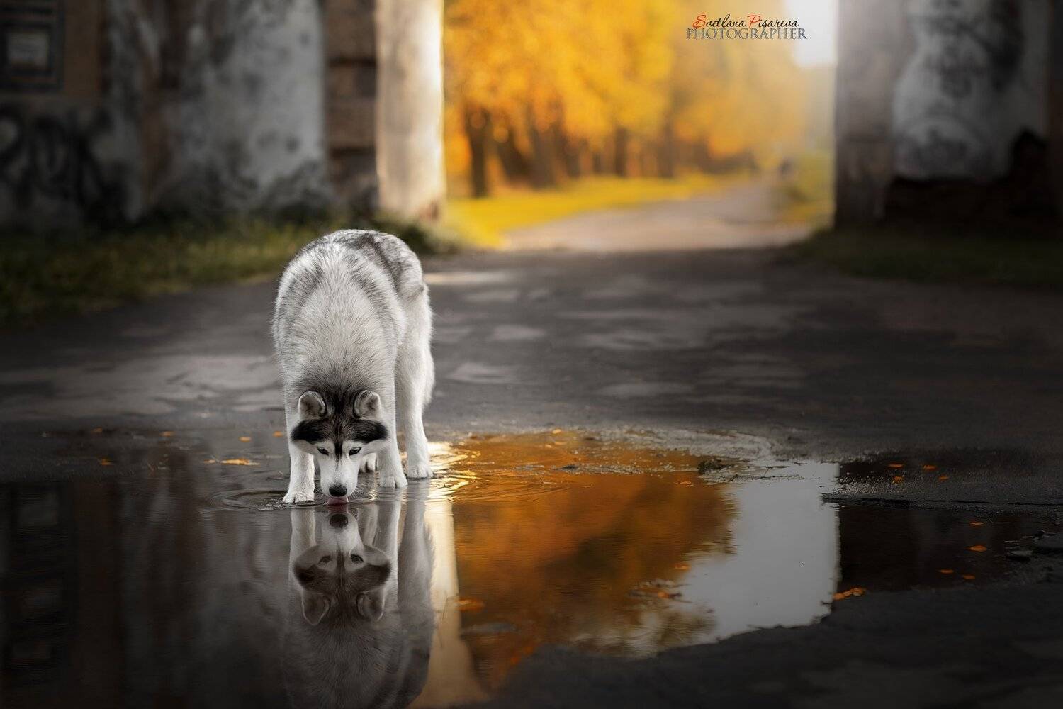 , Светлана Писарева