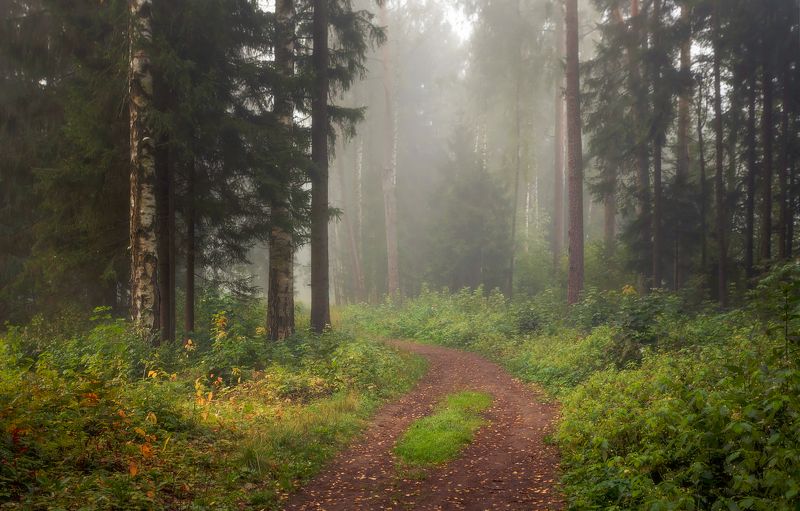 питер, павловск, павловскийпарк, павловский, осень, туман, landscape, tsarskoyeselo, autumn Сентябрьский парк. . . . фото превью