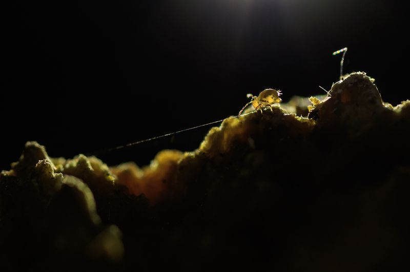 Канатоходец фото превью