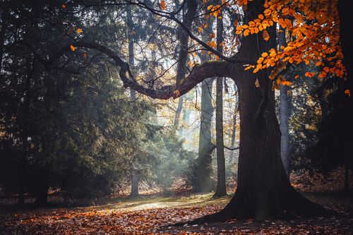 Осенний лес