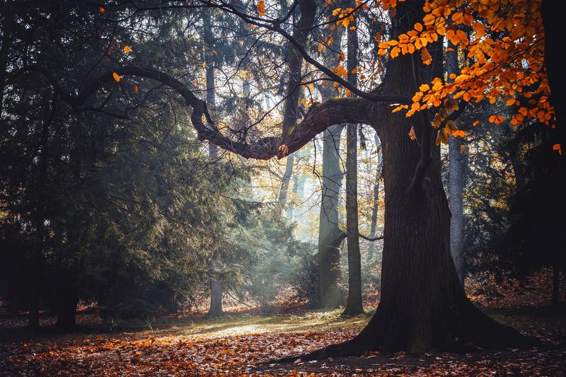 Осенний лес фото превью