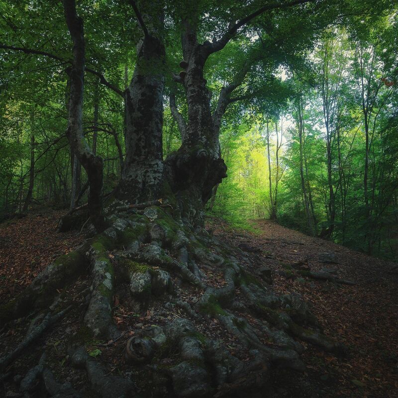 Удивительный лес в ущелье Хапхал. Генеральское, Алушта, Крым.