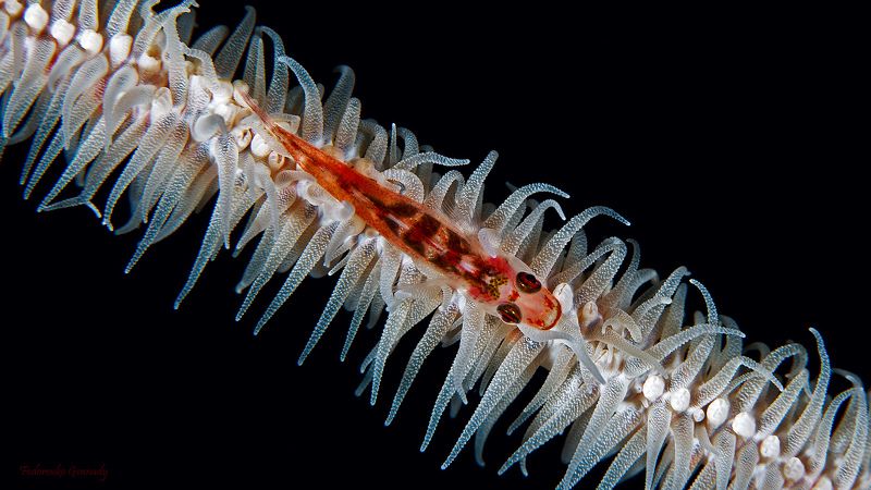 Красное и Белое. фото превью