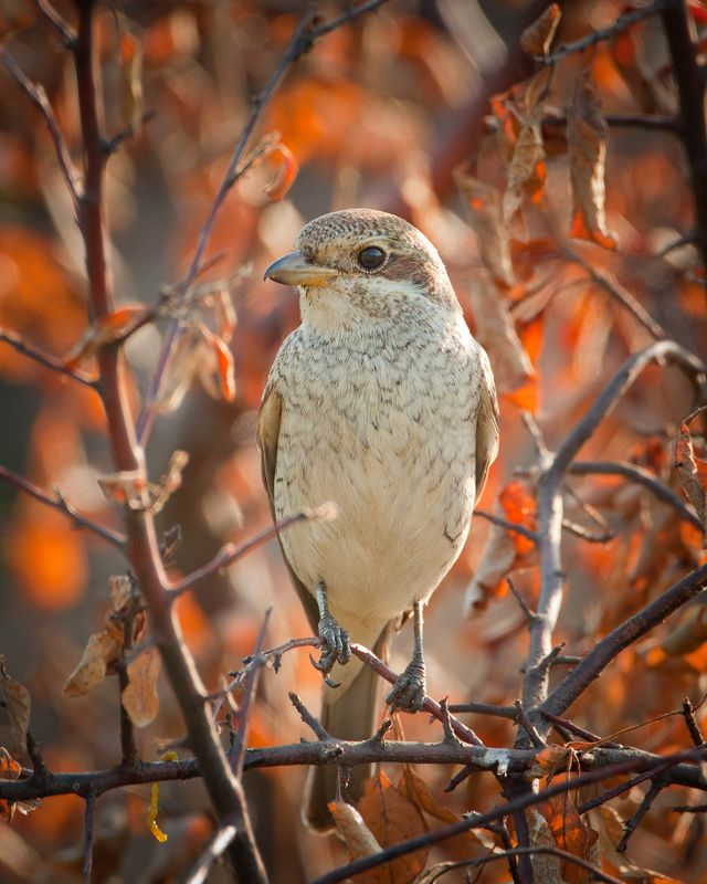 Обыкновенный жулан, или сорокопут-жулан (лат. Lanius collurio) Обыкновенный жулан, или сорокопут-жулан (лат. Lanius collurio)  фото превью