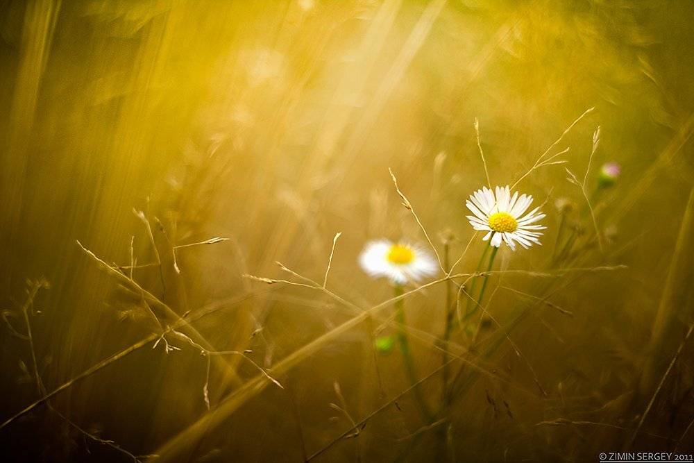 , Сергей Зимин