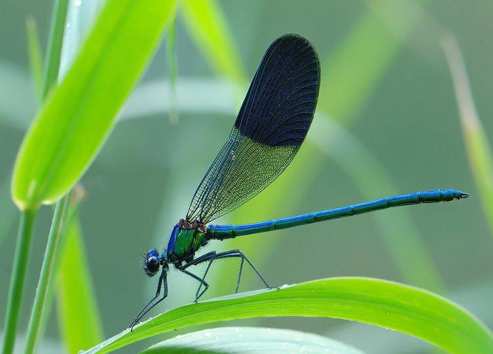 красотка,стрекоза,армения,calopteryx,orientalis, Александр Чувилин