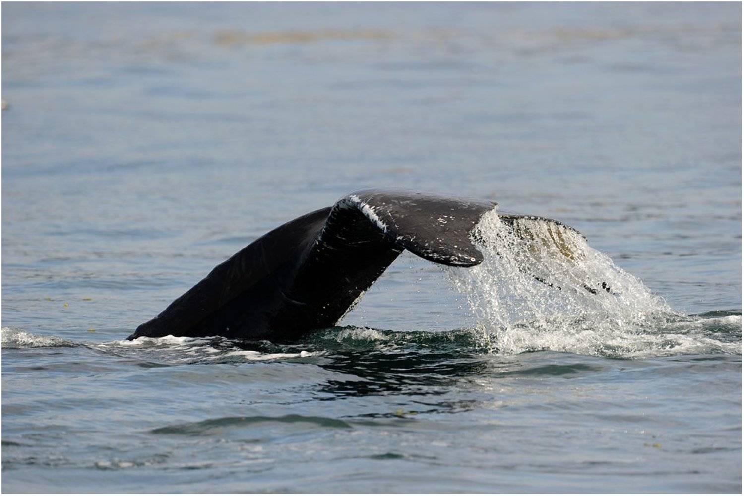 аляска,киты хвост., Roman Gamurar