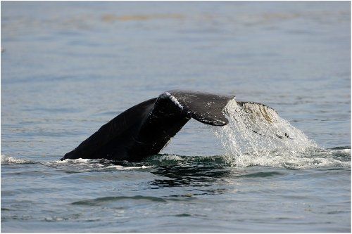 Помашем хвостом.