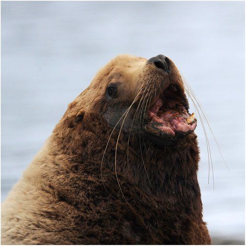 Старый вожак.