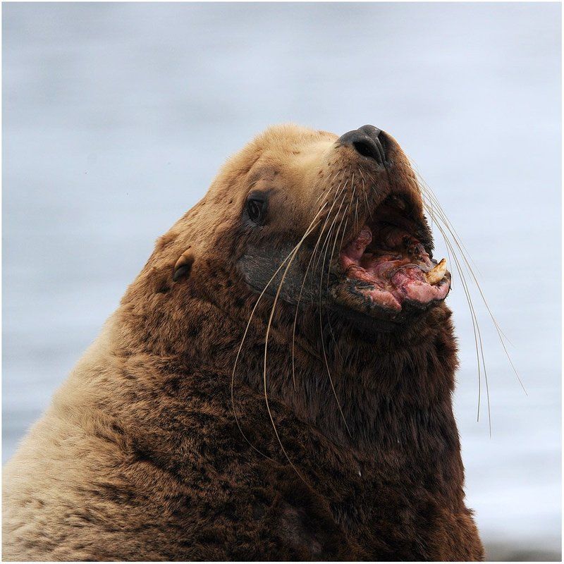 аляска,уналашка,морской лев. Старый вожак. фото превью