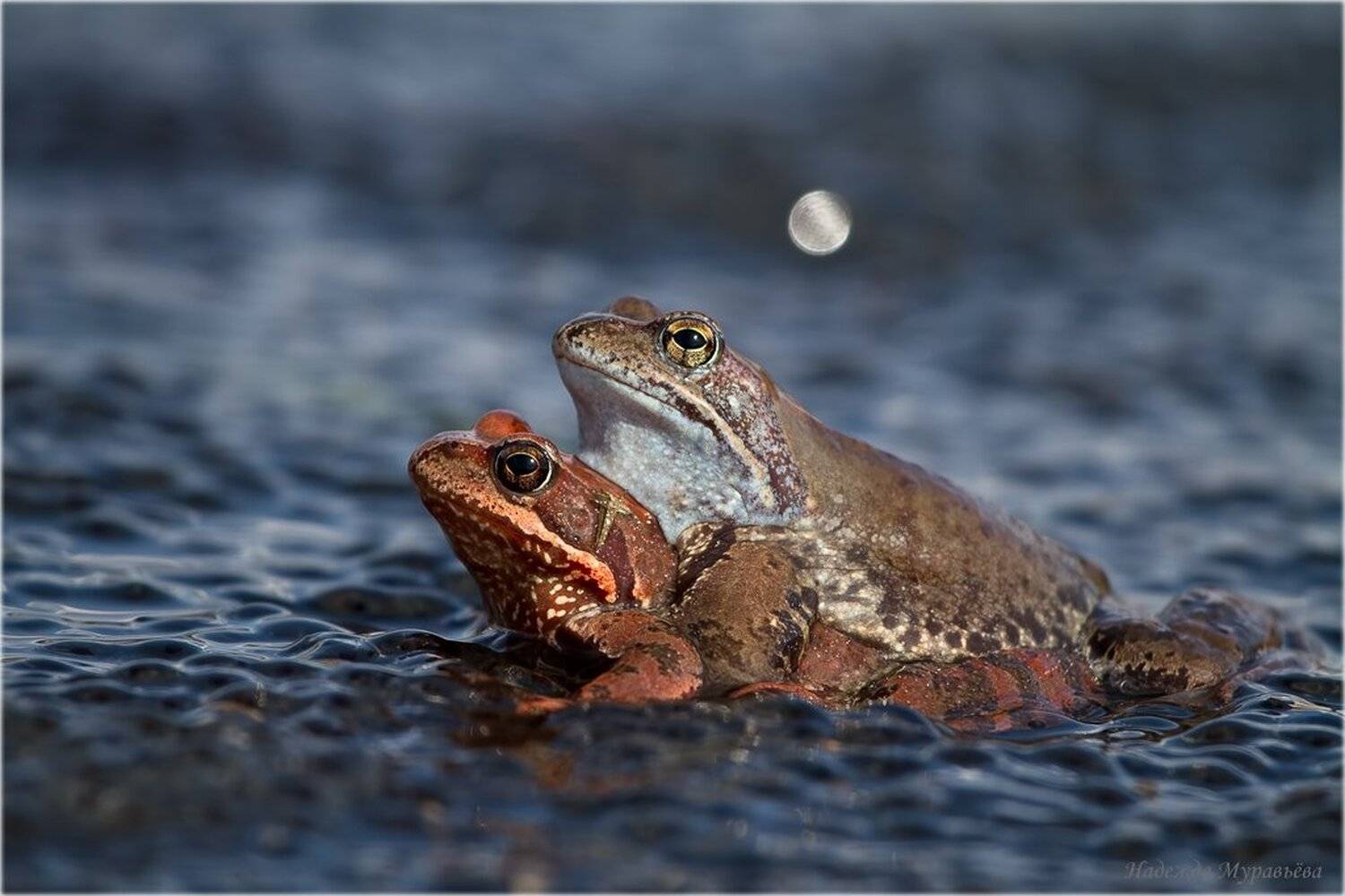 rana, temporaria, травяная, лягушка, Надежда Муравьёва