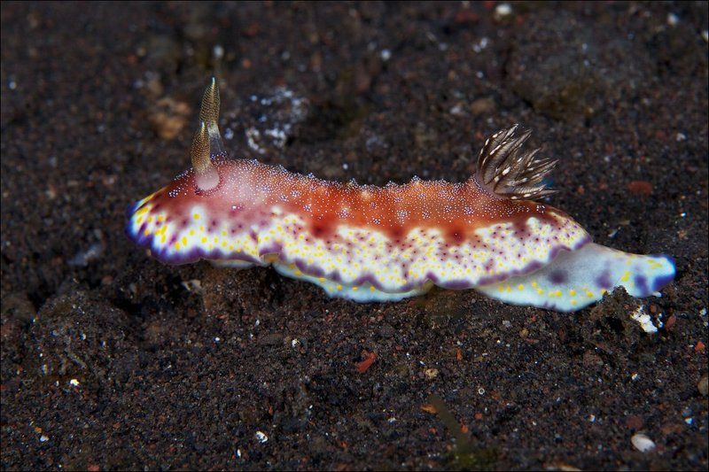 nudibranch, underwater, bali Голый и нарядный фото превью