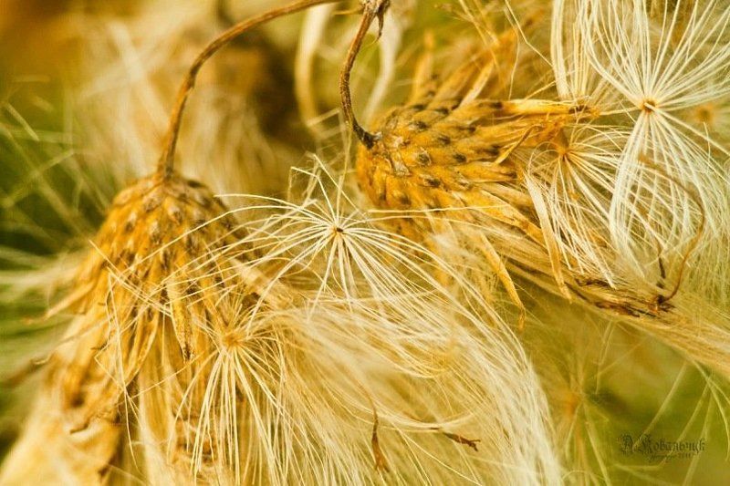 трава, пейзаж, закат, свет, солнце, красное, поле, лето, пух, небо, Первые дни осени... фото превью