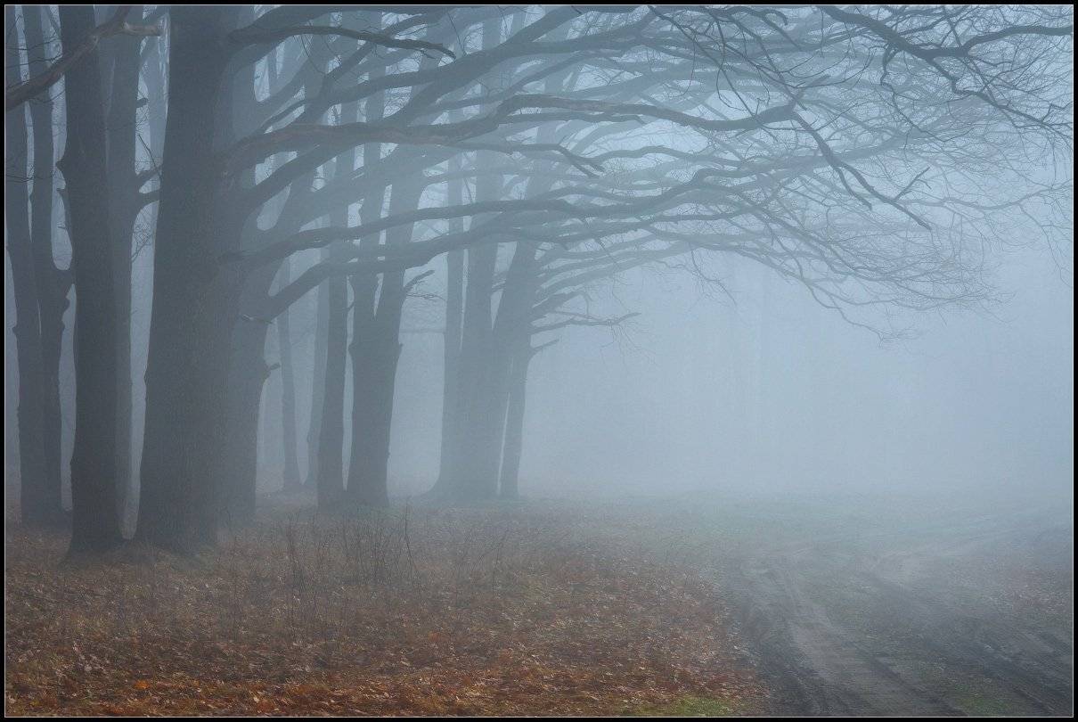 утро, туман, лес, Александр Киценко